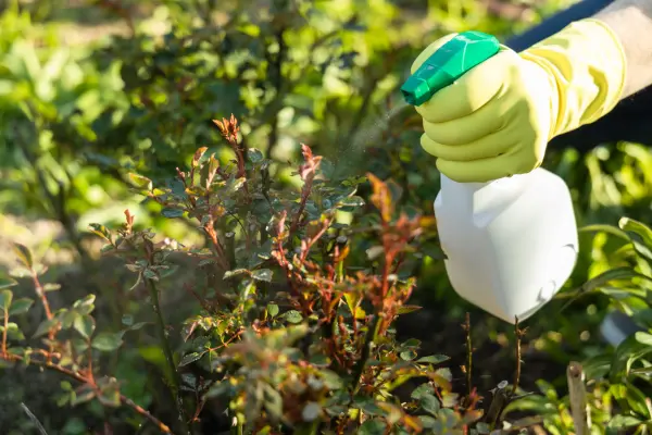 Manejo de Pragas e Doenças na Permacultura Urbana: Métodos Naturais e Sustentáveis